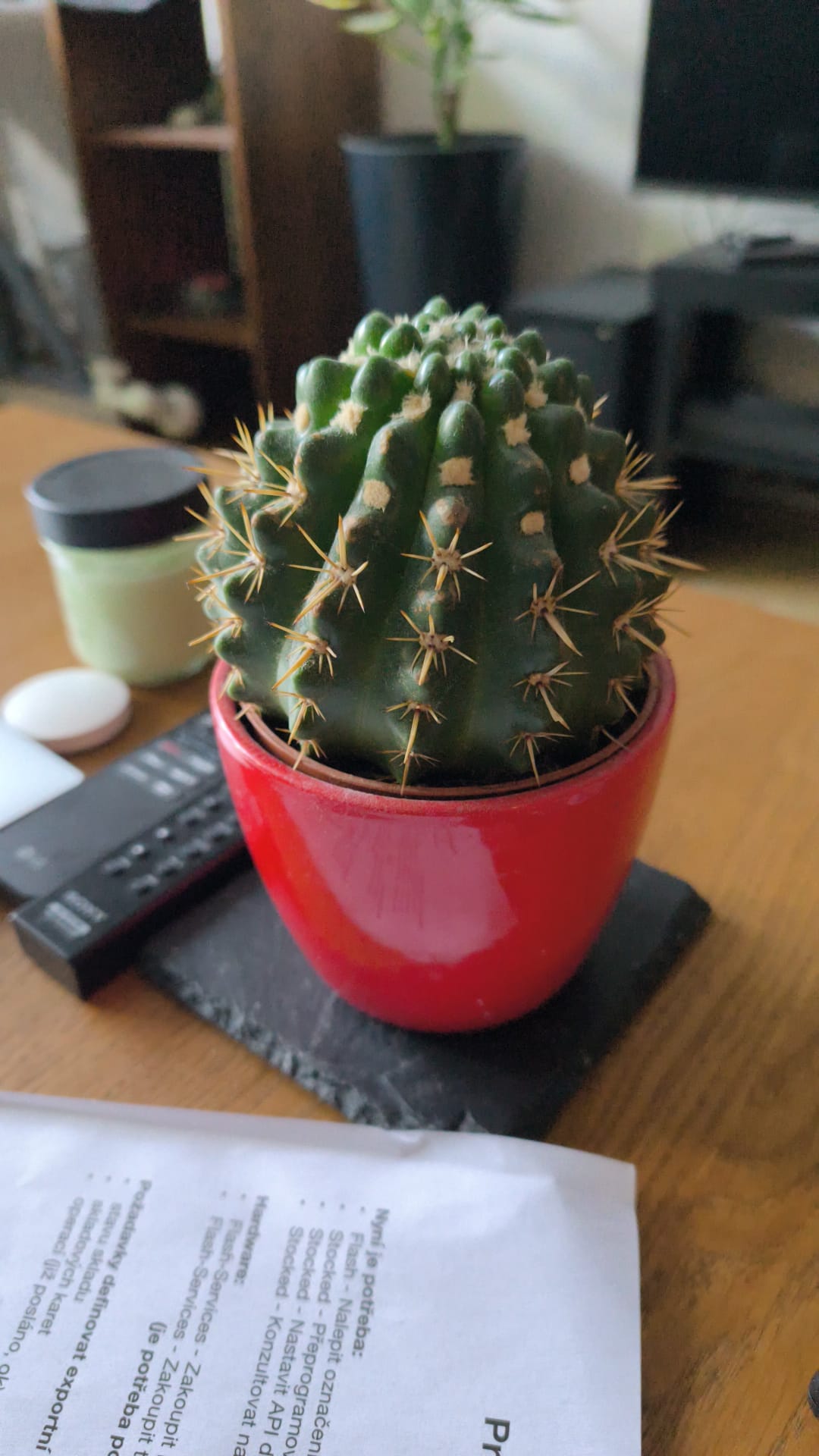 Náš nový kaktus Na Květnici